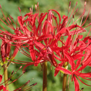 ファーイーストフラワーエッセンスFE2ヒガンバナ ファーイーストフラワーエッセンスFE2ヒガンバナ