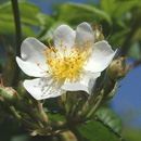 ファーイーストフラワーエッセンスFE2ノイバラ